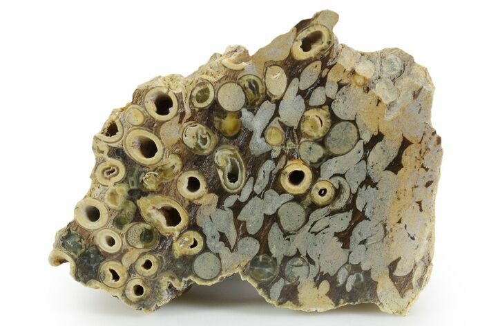 Polished Fossil Teredo (Shipworm Bored) Wood - England #351111